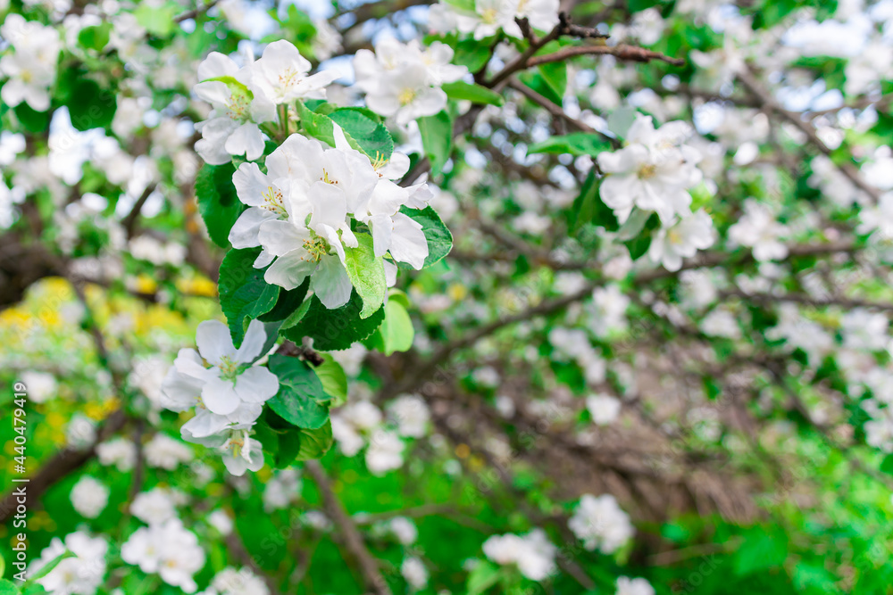 White flowers of an apple tree close-up. Flowering of fruit plants. Spring is the time for flowering fruit trees. White flowers of an apple tree close-up. Flowering of fruit plants. Spring is the time for flowering fruit trees.