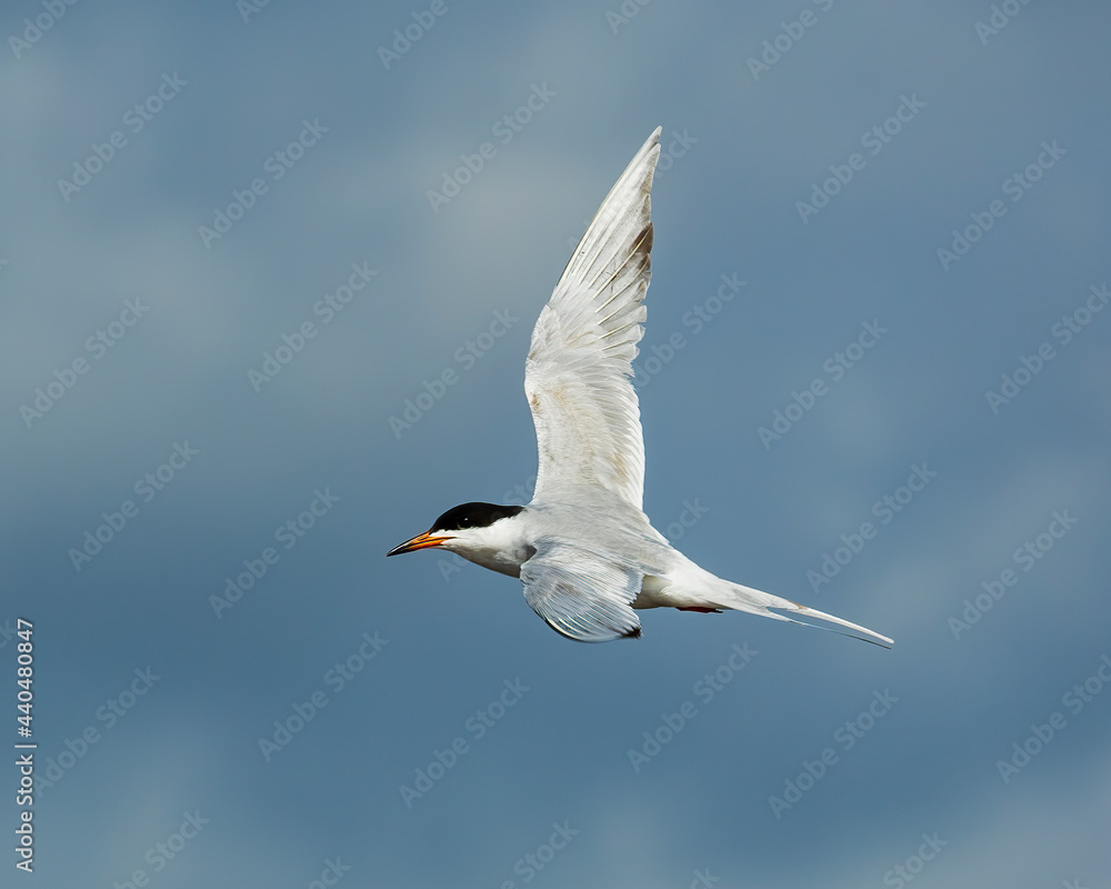Fototapeta premium This beautiful Forster's Tern was spotted on Jekyll Island flying along the shoreline looking for fish.