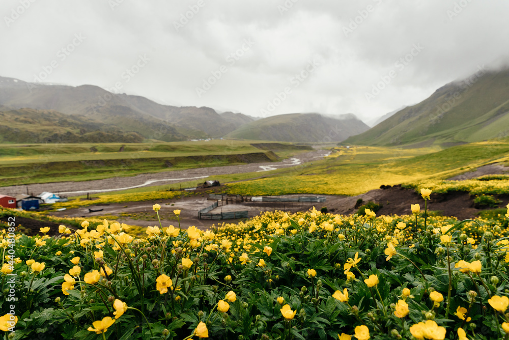 Yellow-green fields with wild flowers-buttercups in the mountains in cloudy weather