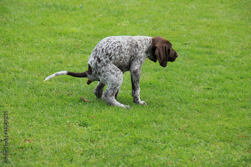 German Shorthaired Pointer puppy photo