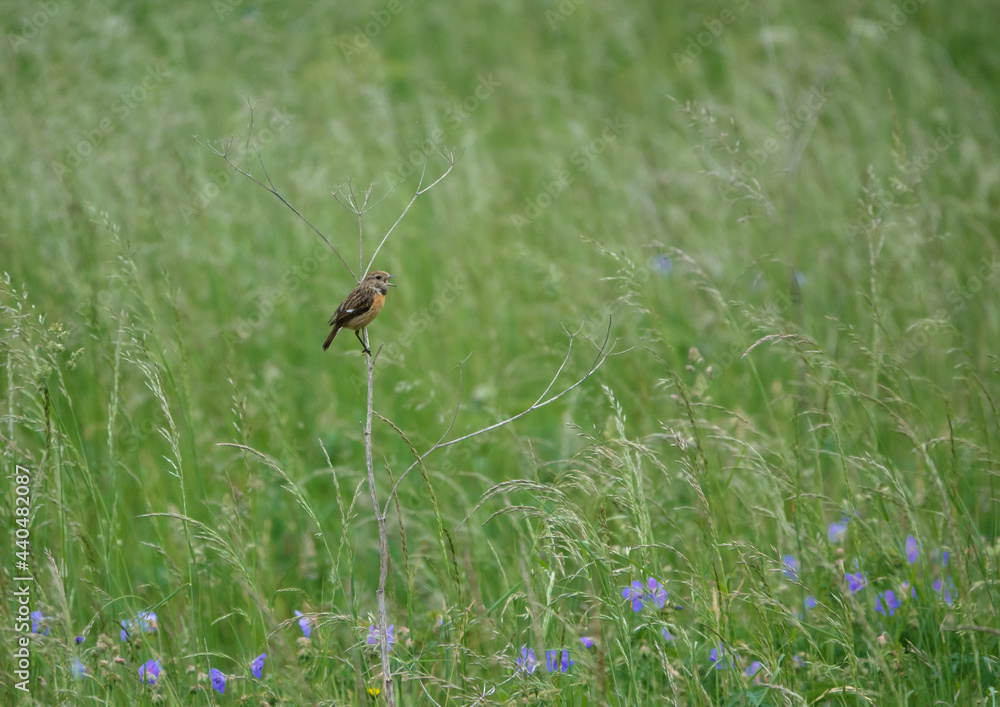 male stonechat sits on a small branch surveying and chatting with all in the meadow around him male stonechat sits on a small branch surveying and chatting with all in the meadow around him
