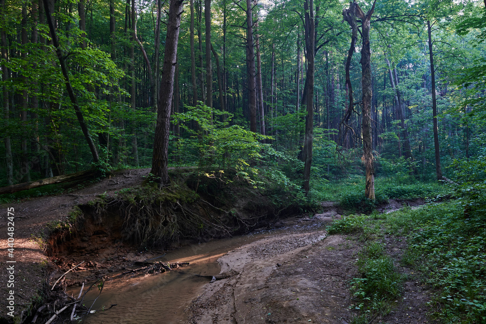 Moscow. Bitsevsky forest at sunset. Roots of trees washed away by the stream on the Chertanovka River Moscow. Bitsevsky forest at sunset. Roots of trees washed away by the stream on the Chertanovka River