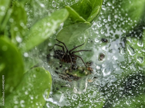 spider on a web