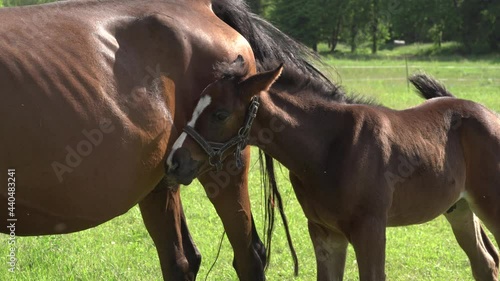 A cute little brown thoroughbred foal in a bridle perches on a green meadow with a mother horse in the rays of the evening summer sun. Close-up of the head of a small horse foal. Beautiful 4K video.