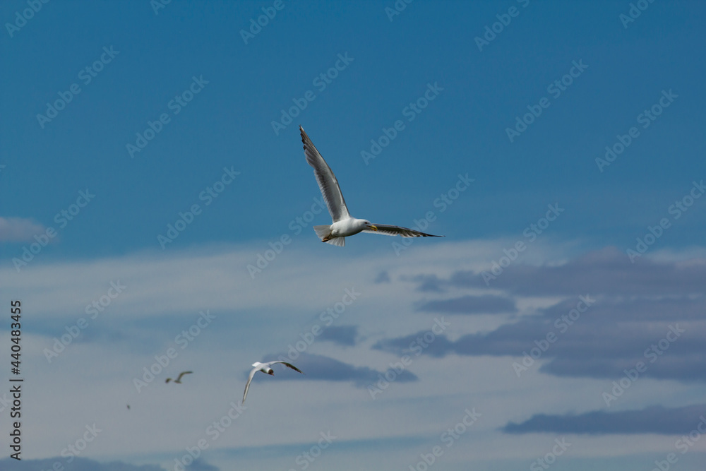 Fototapeta premium Four seagulls of different species fly each other against the background of a blue sky with clouds. Background with soaring birds in the air.