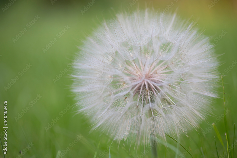 Large white Dandelion puff flower as a close-up Large white Dandelion puff flower as a close-up