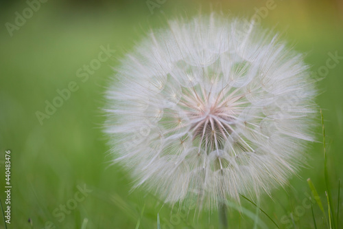 Large white Dandelion puff flower as a close-up