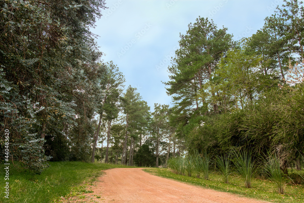 Gravel road with trees and plants on the side. Relaxing place for hiking, tranquil place to live. A journey into nature, a path to the unknown. Maldonado, Uruguay