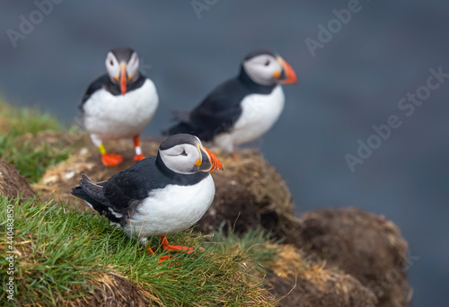 Cute Atlantic Puffin birds on the cliff on a rainy day