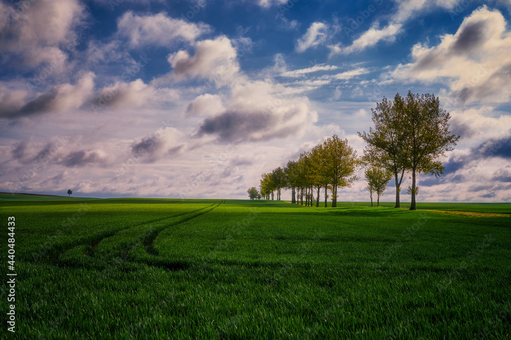 Landscape of rural, spring fields with sown green goods, Poland Landscape of rural, spring fields with sown green goods, Poland