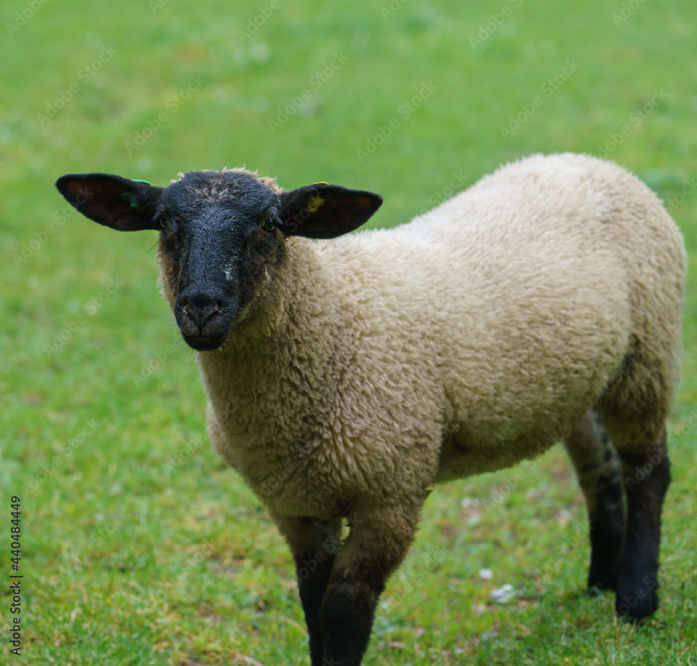 a young Suffolk sheep stares inquisitively in to the camera 