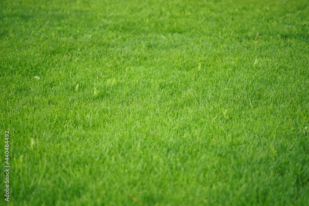 background of fresh green lawn in summer garden background of fresh green lawn in summer garden