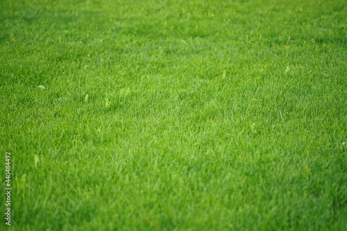 background of fresh green lawn in summer garden