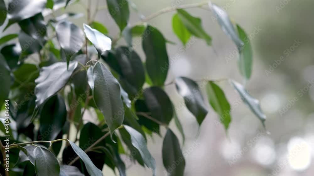 Close up of fresh green leaves of Ficus benjamina. Leaves of home tree moving on wind. Macro 4k video of tropical tree in sunny day. Houseplant care concept, gardening. Close up of fresh green leaves of Ficus benjamina. Leaves of home tree moving on wind. Macro 4k video of tropical tree in sunny day. Houseplant care concept, gardening.