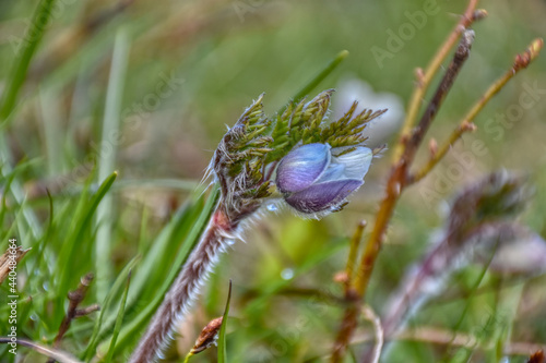 Alpen-Kuhschelle, Kuhschelle, Pulsatilla alpina, Alpen-Küchenschelle, Küchenschelle, Alpen-Anemone, Anemone, Blume, blühen, Blüte, Bärentatze, Bertram, Petersbart, Ruggeiblüh, Schneerose, Frühling, Fr photo