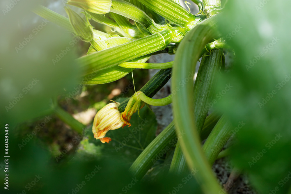 Zucchini flowers and fruit in organic garden
