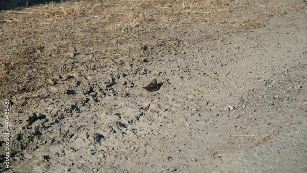 sparrow bird cleaning its feathers in the sand sparrow bird cleaning its feathers in the sand
