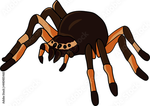 Tarantula spider. Hand-drawn sketch of spider. Vector illustration photo