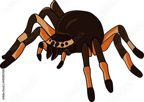 Tarantula spider. Hand-drawn sketch of spider. Vector illustration