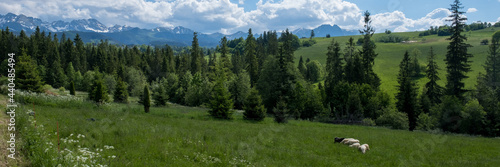 Panorama, góry Zakopane  © MagicEarthPlanet