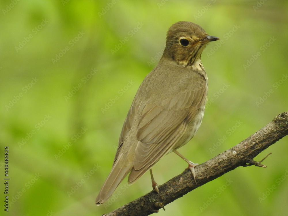 Fototapeta premium Swainson's Thrush