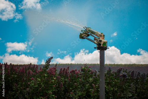 A quinoa plantation being watered by a sprinkler