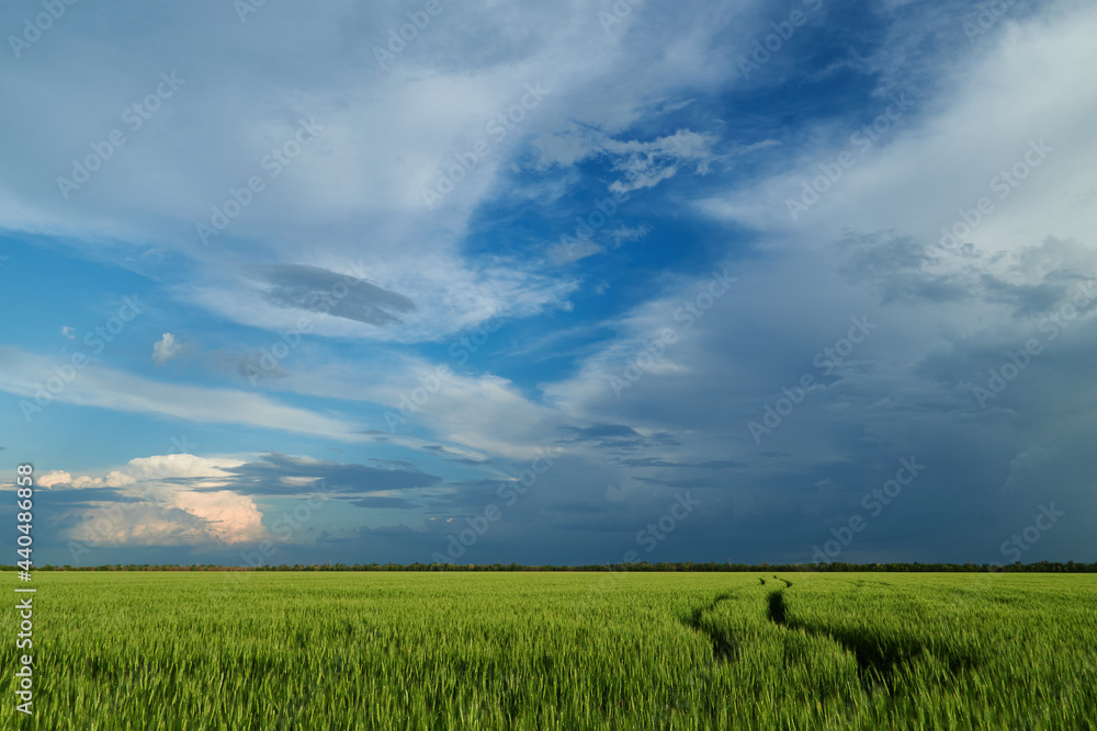 Fototapeta premium Agricultural field for growing young wheat, barley, rye. Beautiful spring landscape.
