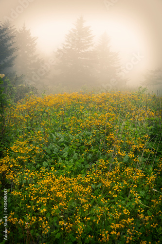 Misty forest with yellow wild flowers in Virginia on Whitetop Mountain.