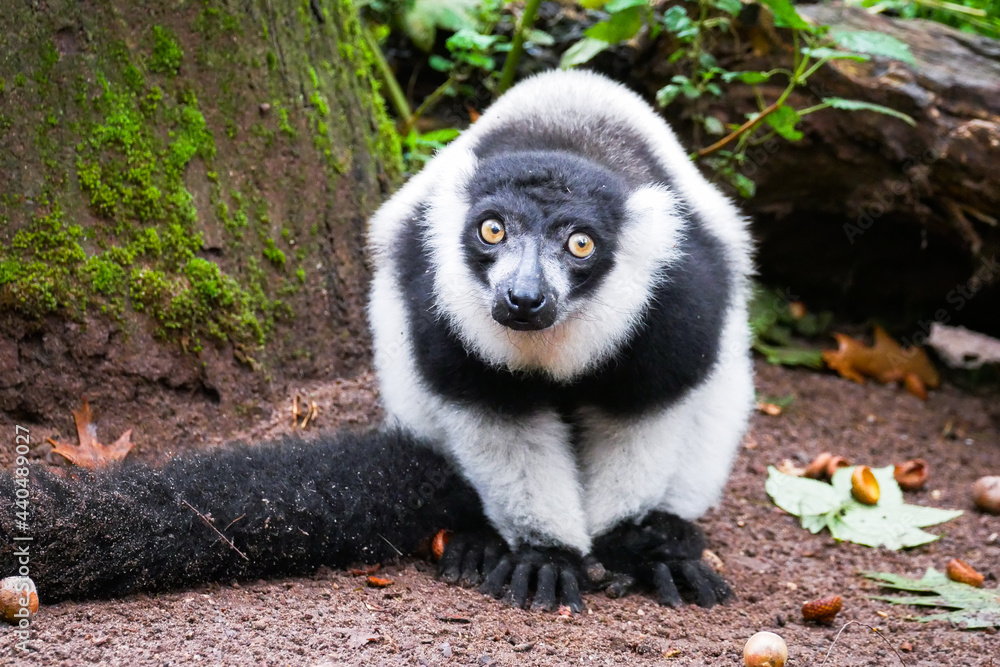 Obraz premium A Black-and-White Ruffed Lemur sits on the ground at the Apenheul in Apeldoorn in the Netherlands.