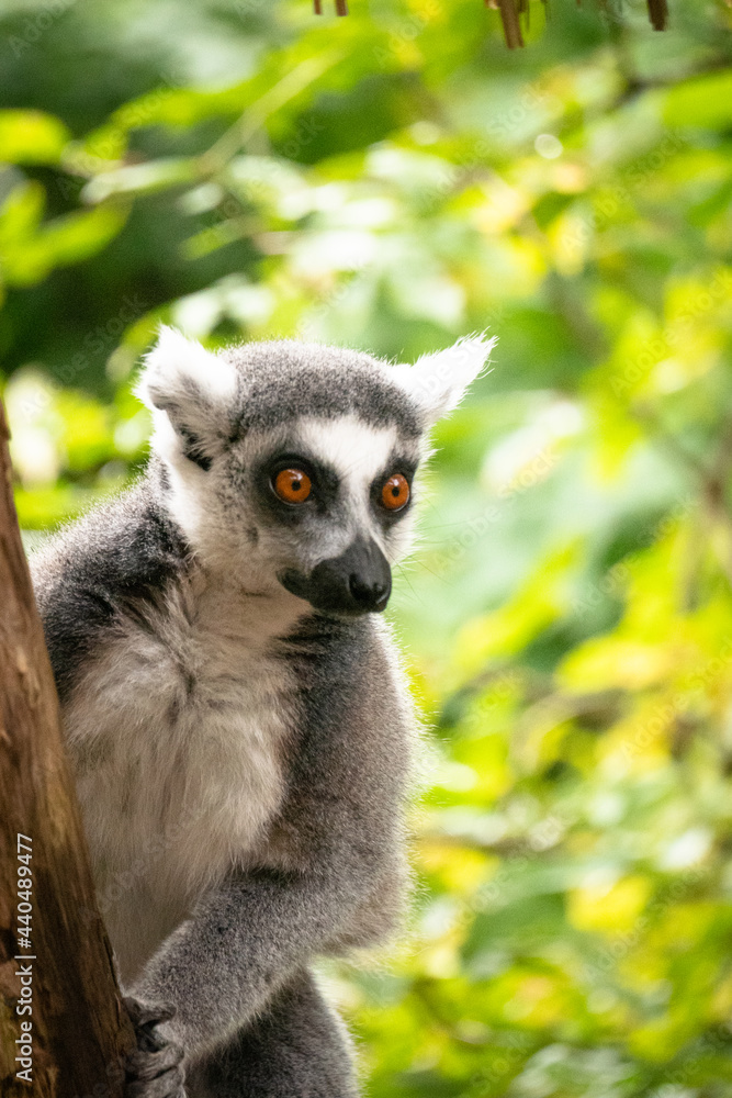 Fototapeta premium Close up of a Ring Tailed Lemur peering round a tree at the Apenheul in The Netherlands.