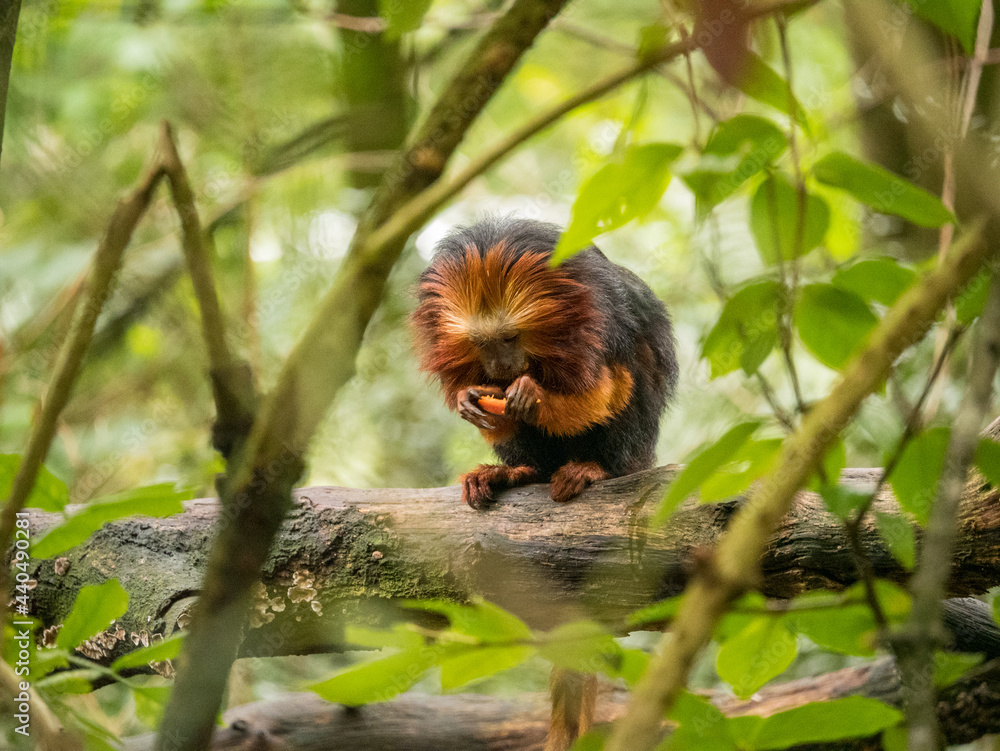 Fototapeta premium A Golden-headed lion tamarin eating food in the trees at the Apenheul in The Netherlands.
