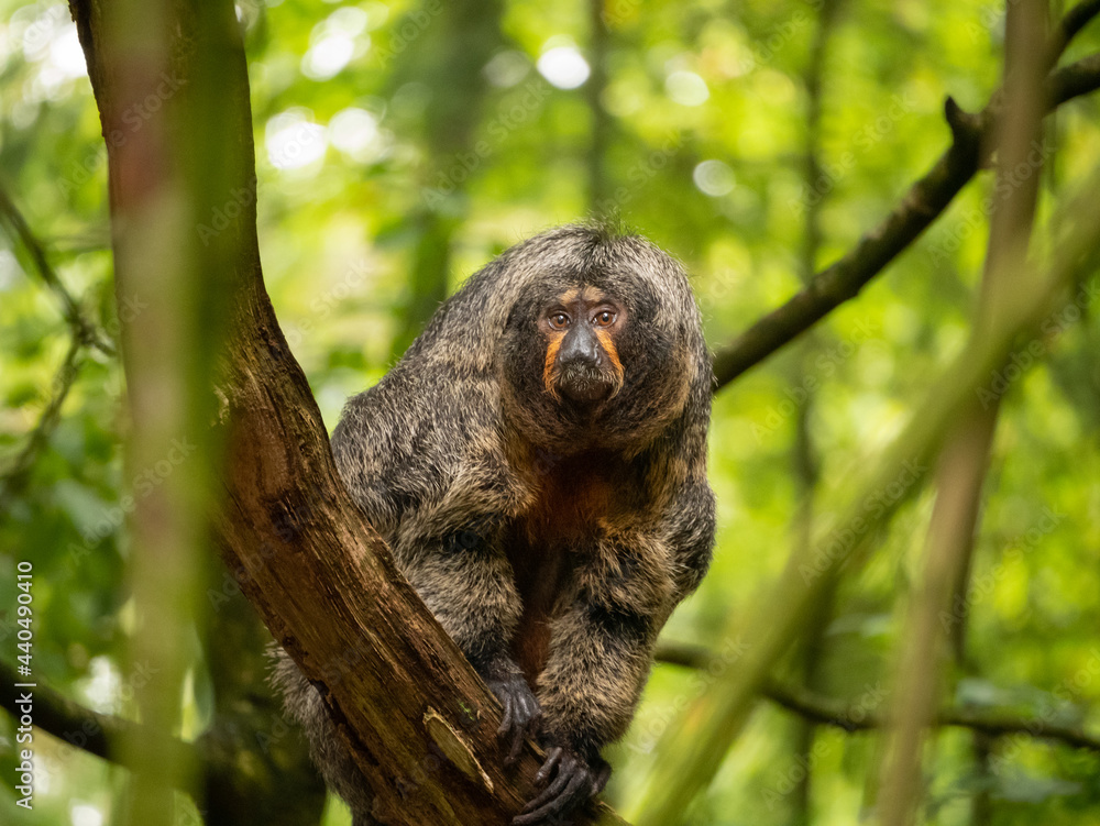 A female White-faced Saki sat in a tree in the Apenheul in The Netherlands.