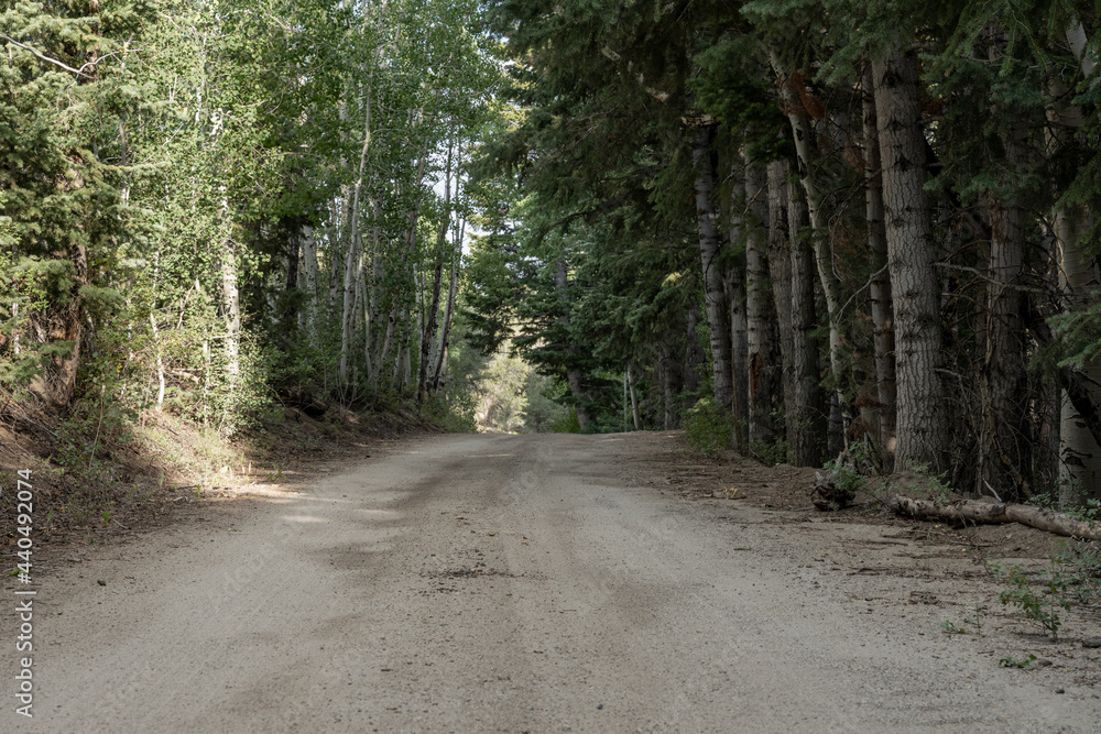 Fototapeta premium Dirt Road Through Forest in Great Basin