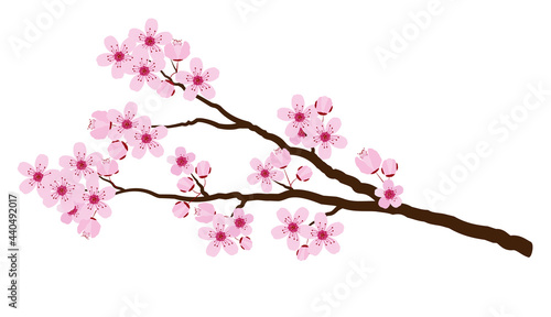 Pink cherry blossom isolated on white, vector illustration