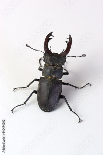 Stag beetle, male Lucanus cervus with jaws, mandible beetle © Frederic Hodiesne