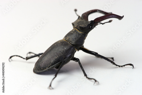 Stag beetle  male Lucanus cervus with jaws  mandible beetle