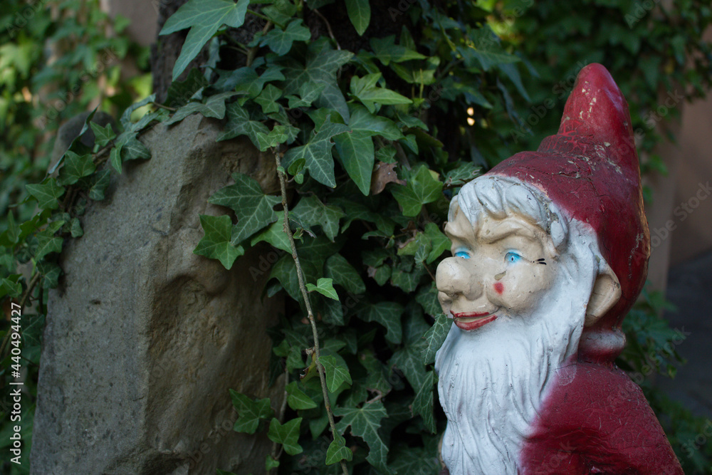 Fototapeta premium Stary Krasnal ogrodowy na tle bluszczu i kamienia.