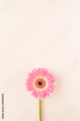 Pink gerbera flower on white background with large copy space