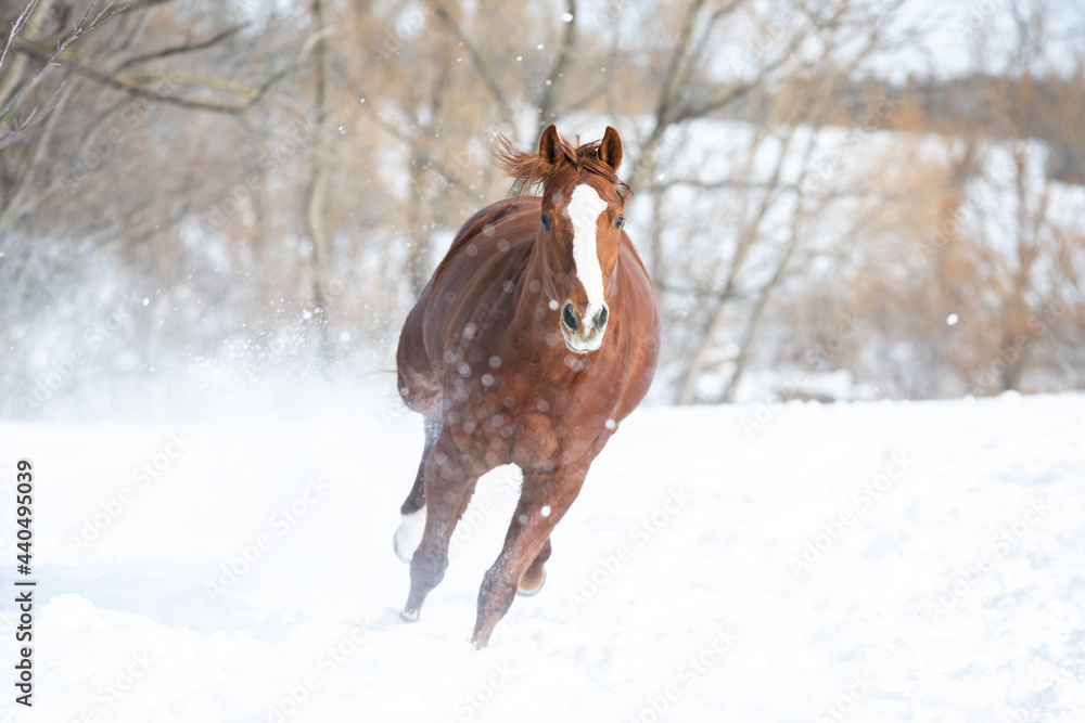 Chestnut horse galloping in the snow Chestnut horse galloping in the snow