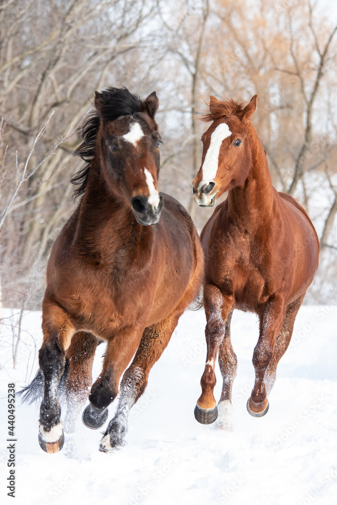 Two horses galloping in the snow
Two horses galloping in the snow