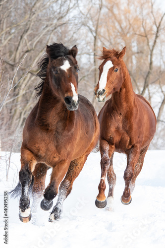 Two horses galloping in the snow 