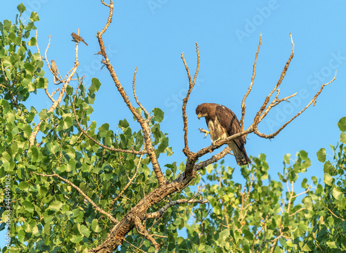 Swainson's Hawk Buteo swainsoni Cleaning Her Beak of Feathers from a Bird  photo