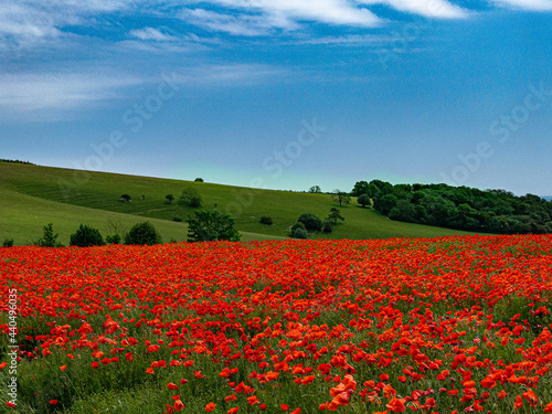 field of poppies in summer