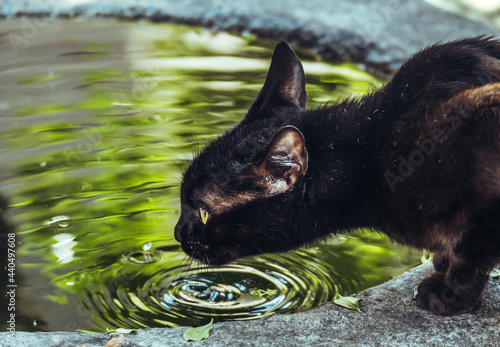 Black cat drinking water. The cat is drinking water from the lake. Water and cat concept. Selective focus, close-up.
