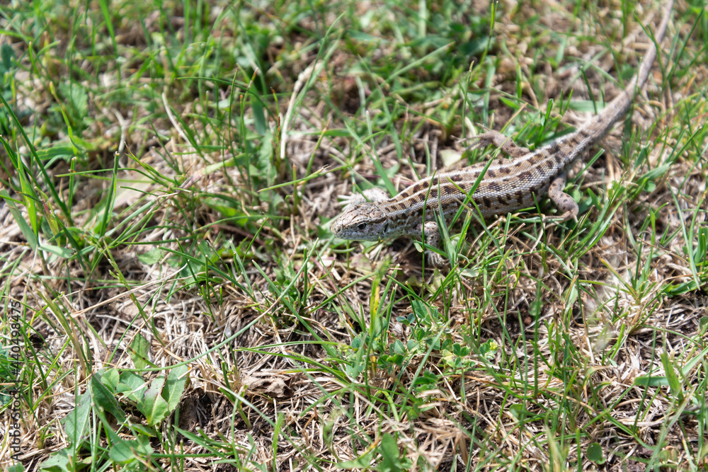 Small lizard in the green grass. Small lizard in the green grass.