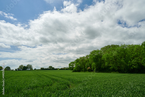 Agriculture farm field in english countryside with trees, blue sky and clouds.