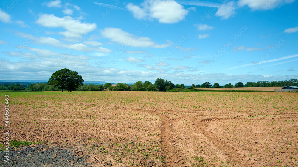 Agriculture farm field in english countryside with blue sky and small clouds.