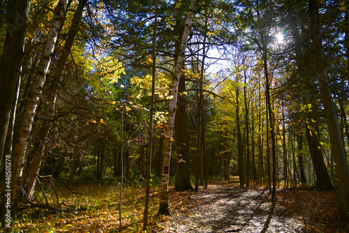 Autumn scene of the forest with lens flare