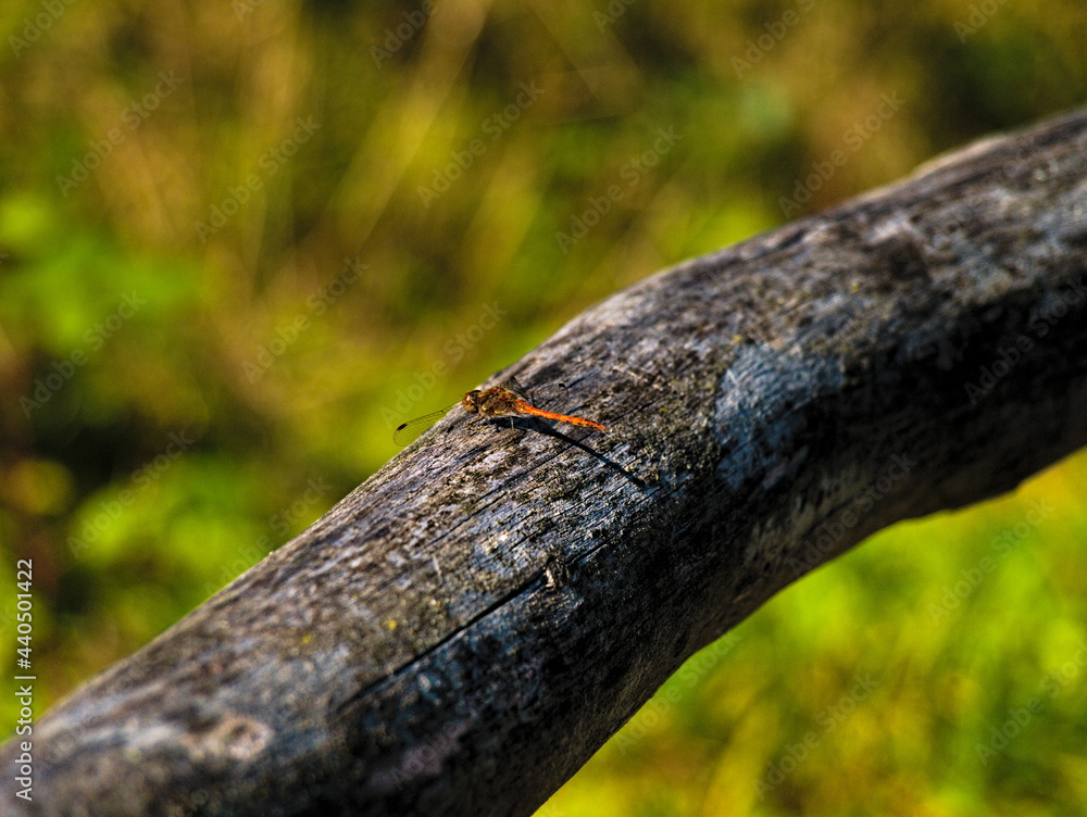Libelle Libelle