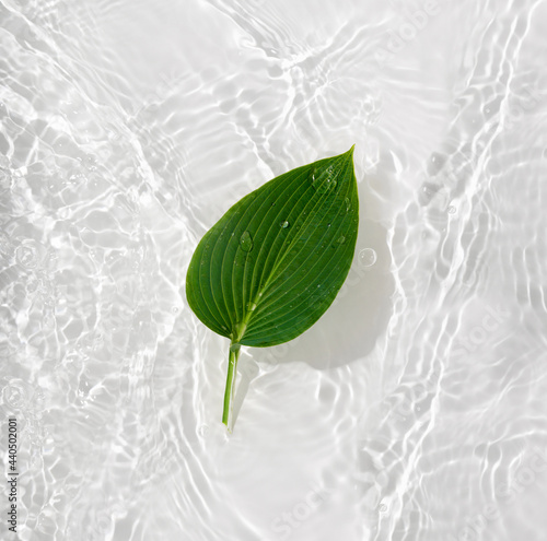 Water banner background with leaves hosts. White water texture,  surface with rings and ripple. Spa concept background. Flat lay, top view, copy space.